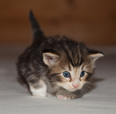 Jan-Gustav - 3 weeks old