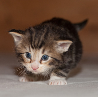 Jan-Gustav - 3 weeks old