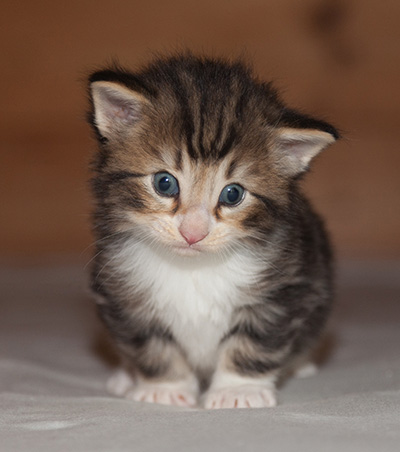 Jan-Gustav - 3 weeks old