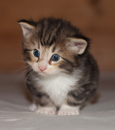 Jan-Gustav - 3 weeks old