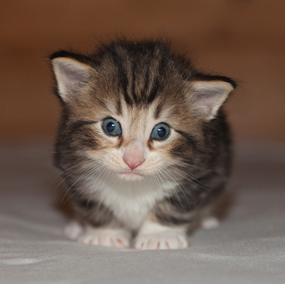 Jan-Gustav - 3 weeks old