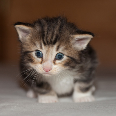 Jan-Gustav - 3 weeks old