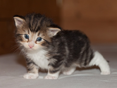 Jan-Gustav - 3 weeks old