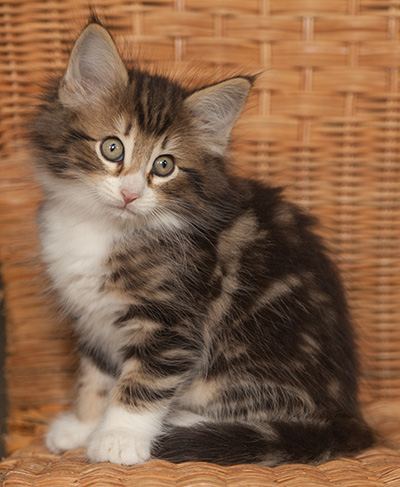 Jan-Gustav - 7 weeks old