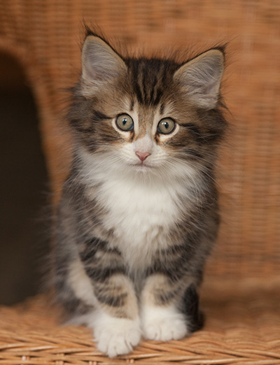 Jan-Gustav - 7 weeks old