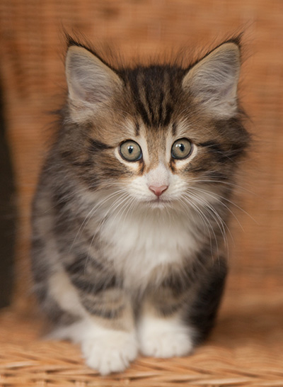 Jan-Gustav - 7 weeks old