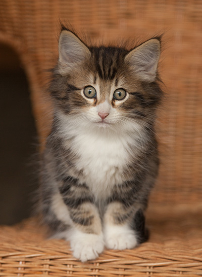 Jan-Gustav - 7 weeks old
