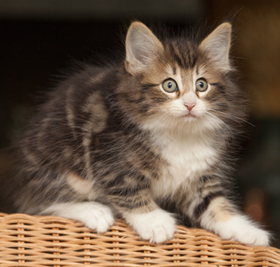Jan-Gustav - 7 weeks old