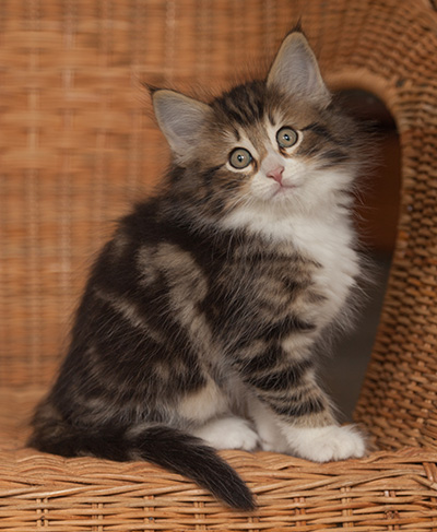 Jan-Gustav - 7 weeks old
