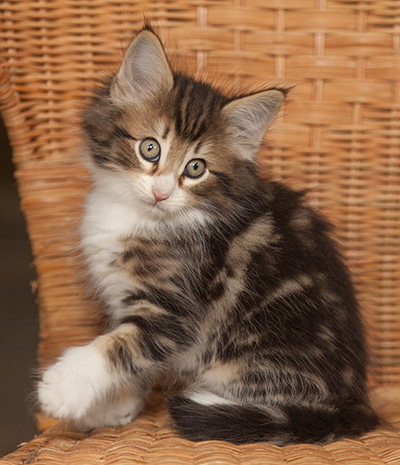 Jan-Gustav - 7 weeks old
