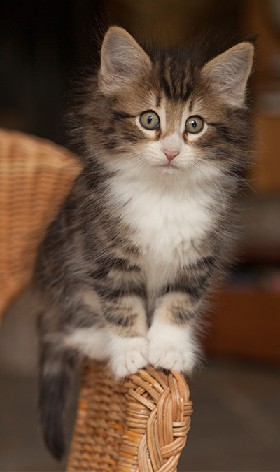 Jan-Gustav - 7 weeks old