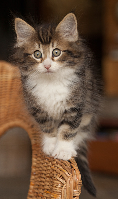 Jan-Gustav - 7 weeks old