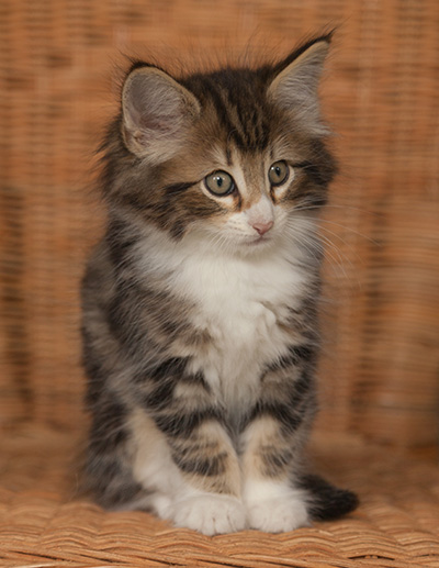 Jan-Gustav - 7 weeks old