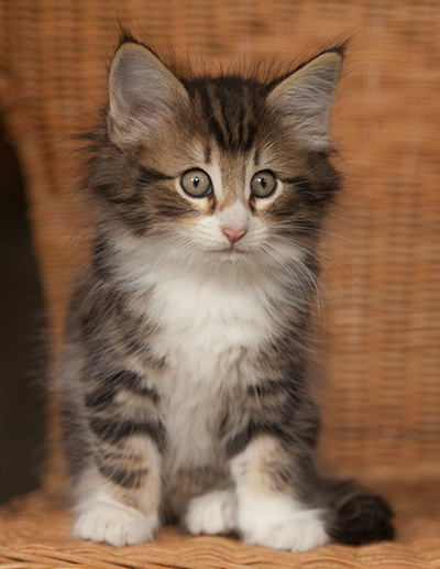 Jan-Gustav - 7 weeks old