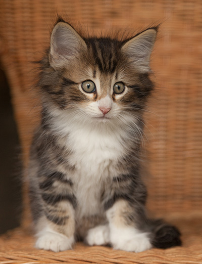 Jan-Gustav - 7 weeks old