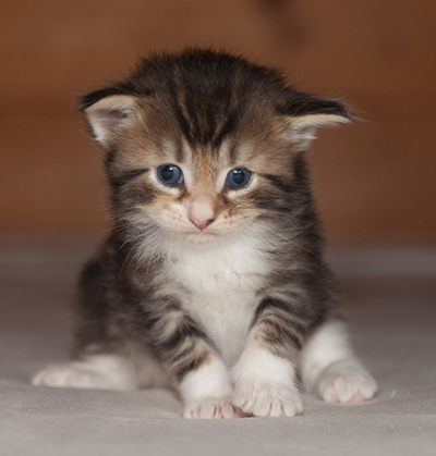 Jan-Henrik - 3 weeks old
