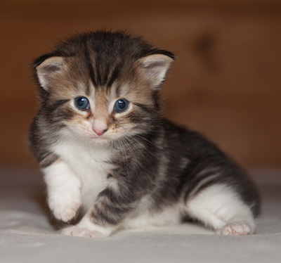 Jan-Henrik - 3 weeks old