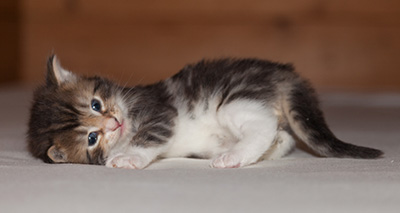 Jan-Henrik - 3 weeks old