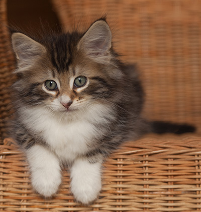 Jan-Henrik - 7 weeks old