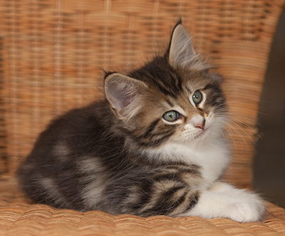 Jan-Henrik - 7 weeks old