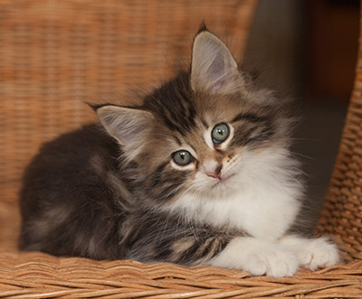 Jan-Henrik - 7 weeks old