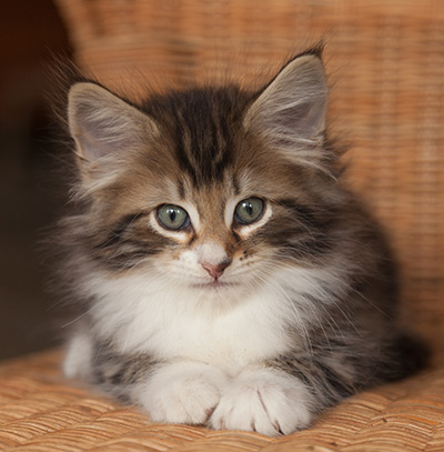 Jan-Henrik - 7 weeks old