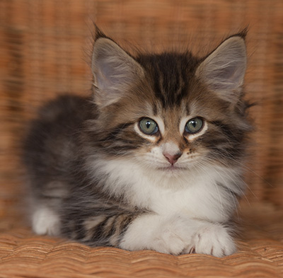 Jan-Henrik - 7 weeks old
