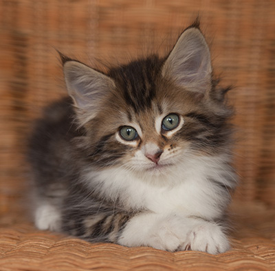 Jan-Henrik - 7 weeks old