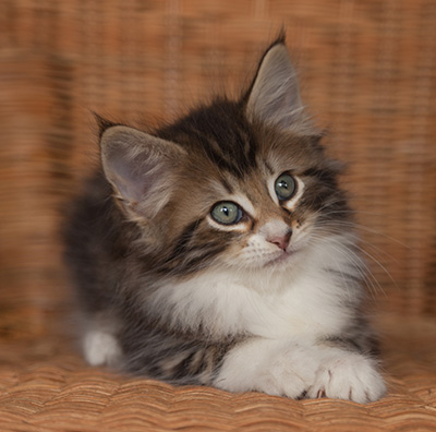 Jan-Henrik - 7 weeks old