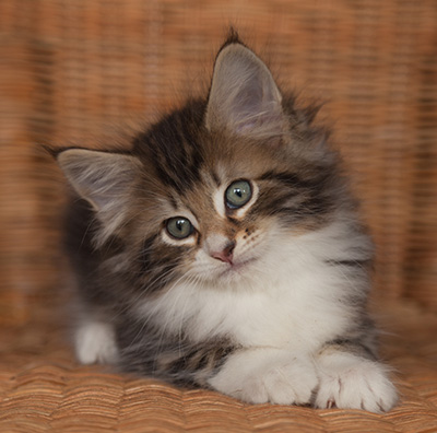 Jan-Henrik - 7 weeks old
