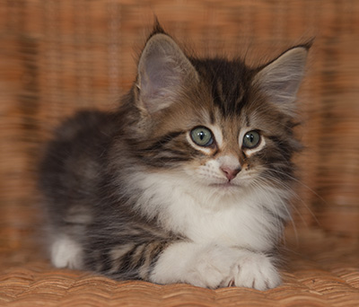 Jan-Henrik - 7 weeks old