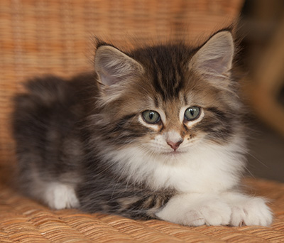 Jan-Henrik - 7 weeks old