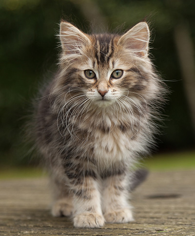 Jan-Lennart - 12 weeks old