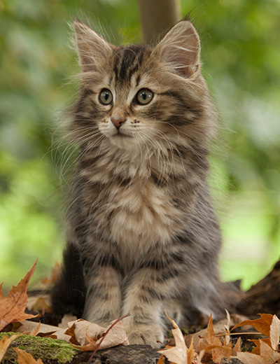 Jan-Lennart - 12 weeks old