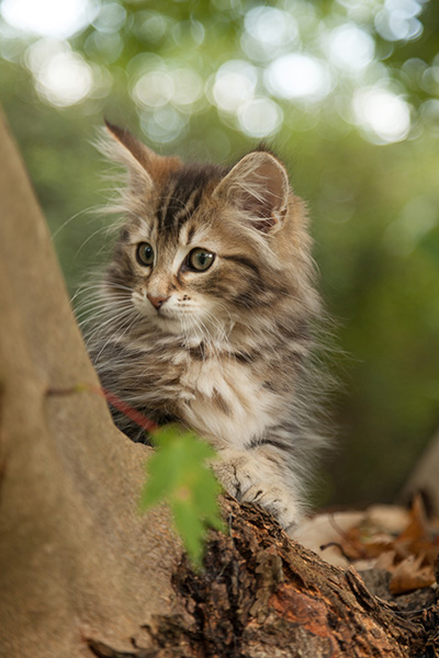 Jan-Lennart - 12 weeks old