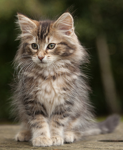 Jan-Lennart - 12 weeks old