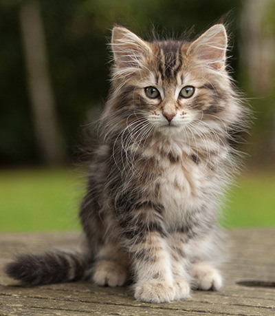 Jan-Lennart - 12 weeks old