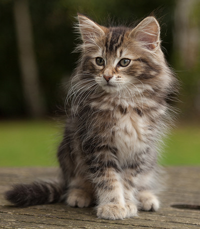 Jan-Lennart - 12 weeks old