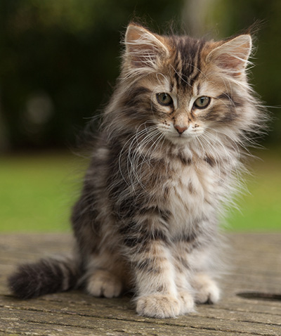 Jan-Lennart - 12 weeks old