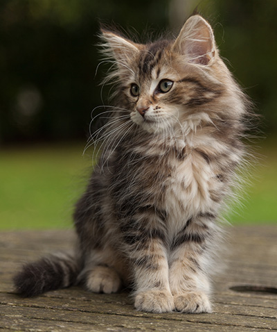Jan-Lennart - 12 weeks old