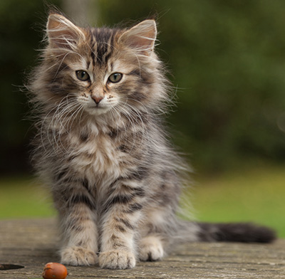 Jan-Lennart - 12 weeks old