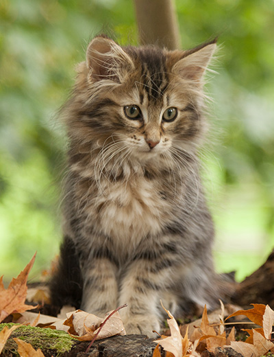 Jan-Lennart - 12 weeks old
