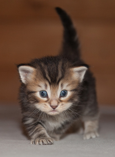 Jan-Lennart - 3 weeks old