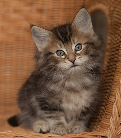 Jan-Lennart - 7 weeks old