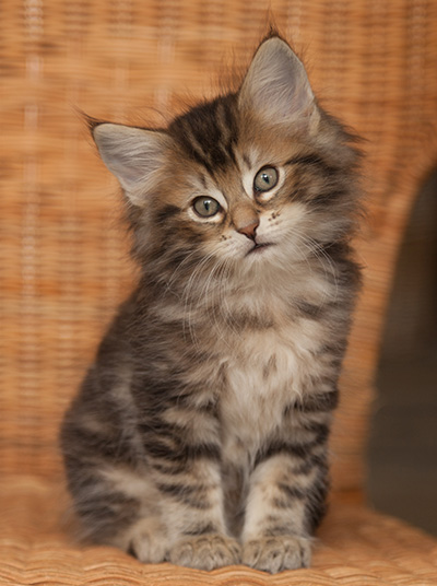 Jan-Lennart - 7 weeks old