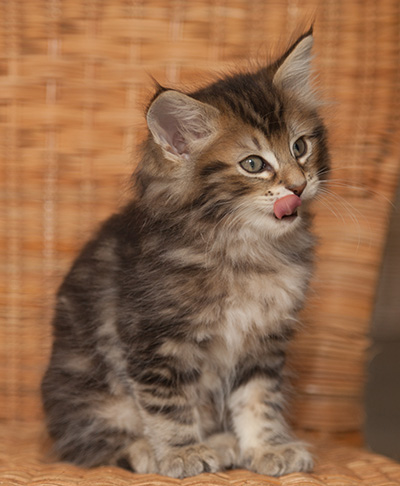 Jan-Lennart - 7 weeks old