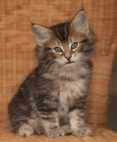 Jan-Lennart - 7 weeks old