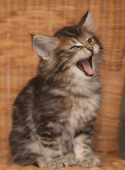 Jan-Lennart - 7 weeks old