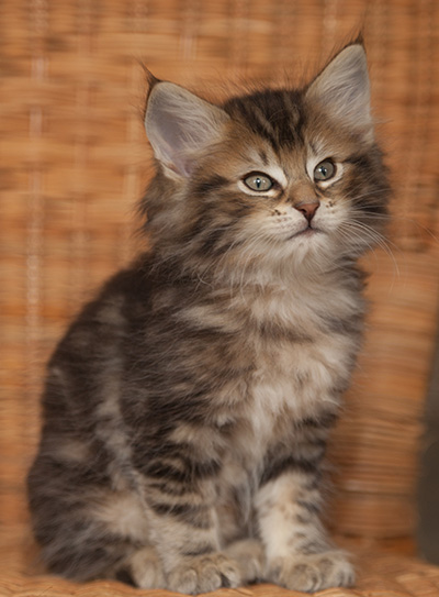 Jan-Lennart - 7 weeks old