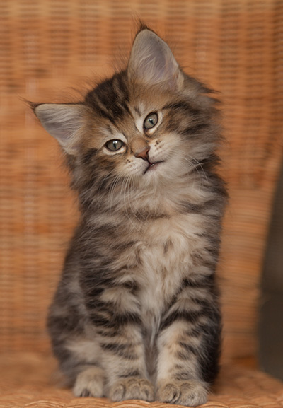 Jan-Lennart - 7 weeks old